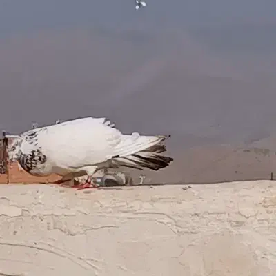 کبوتر شمرونی کله برنجی|پرنده|بومهن, |دیوار