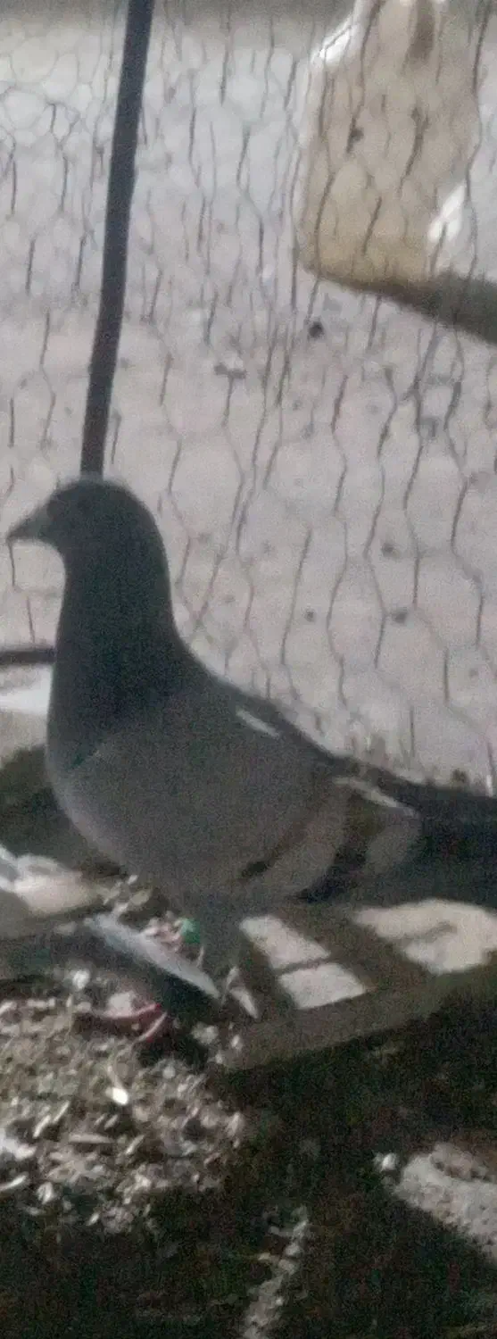 کم شوده|حیوانات|سبزوار, هویزه|دیوار