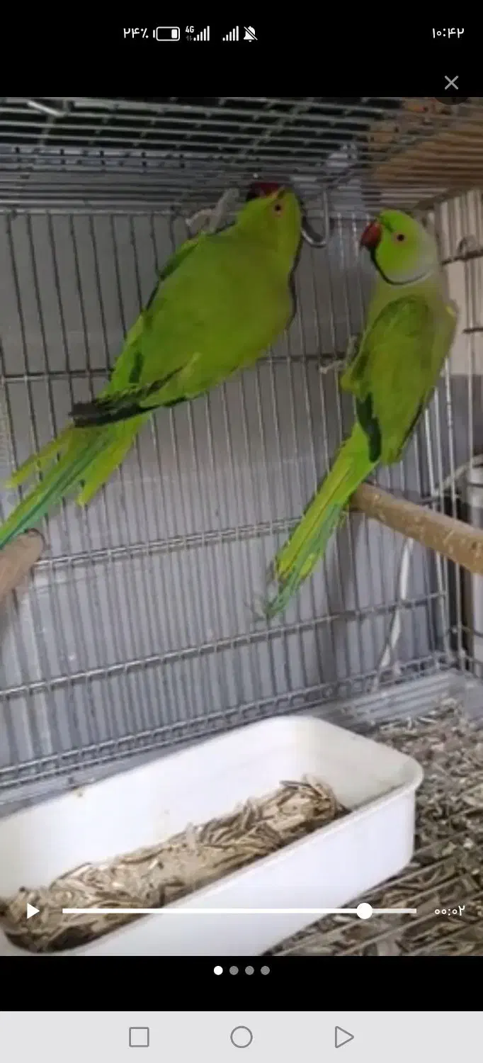 طوطی ملنگومولد معاوضه باگرینچیک. گلدین. قناری|پرنده|مشهد, شهید قربانی|دیوار