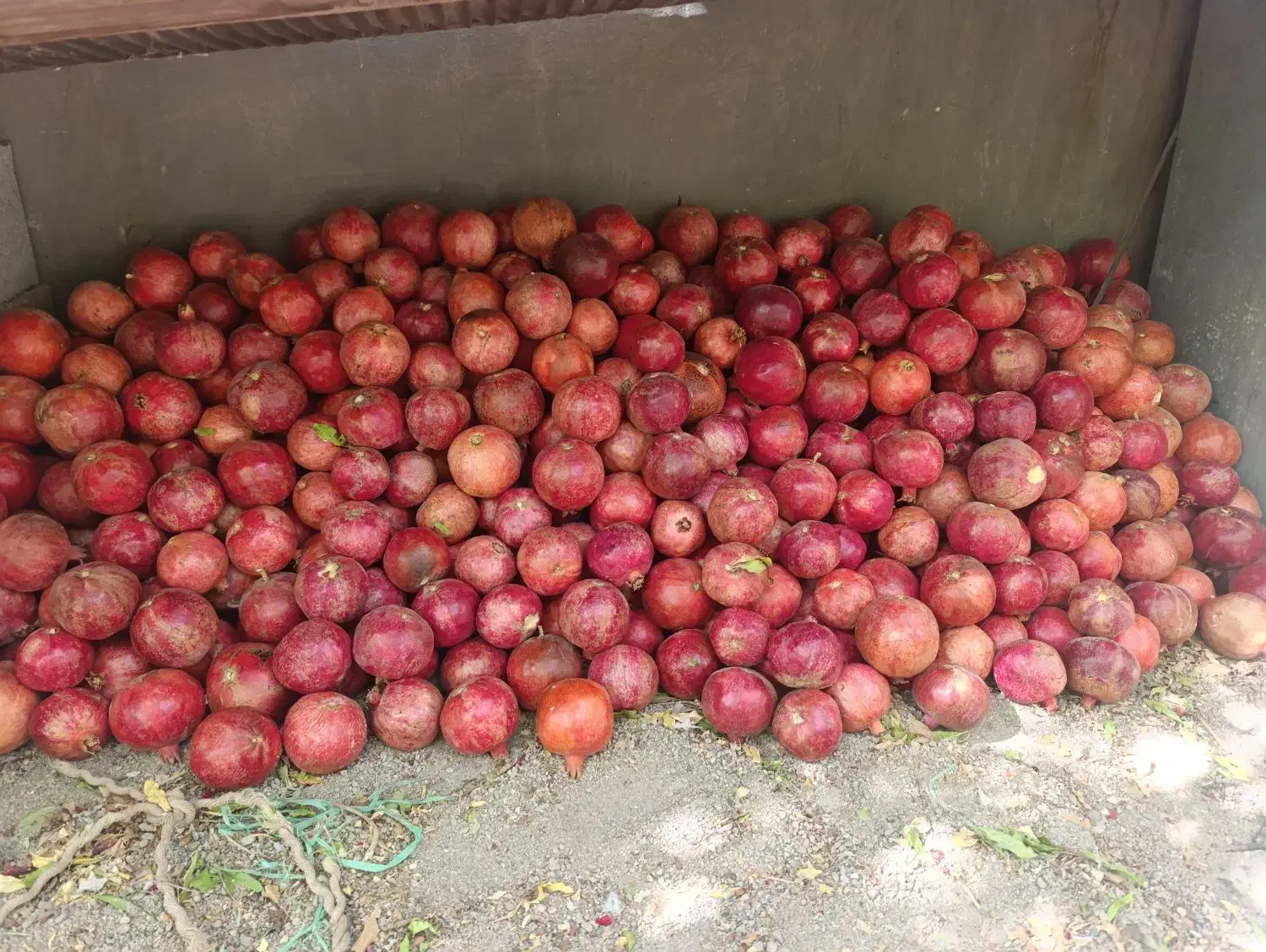 انار میخوش|عمدهفروشی|مهریز, |دیوار