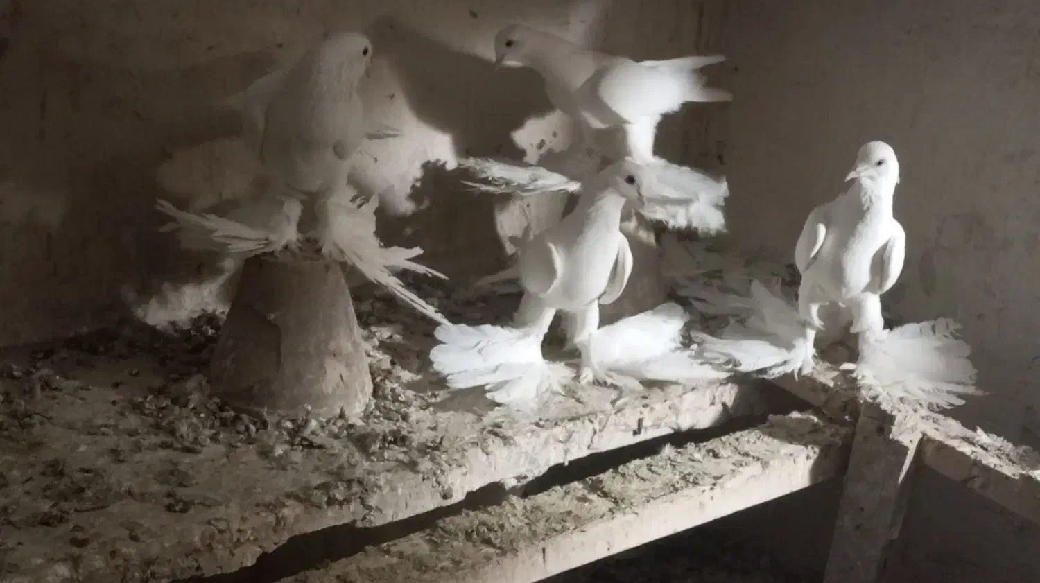 پرنده|پرنده|تبریز, |دیوار