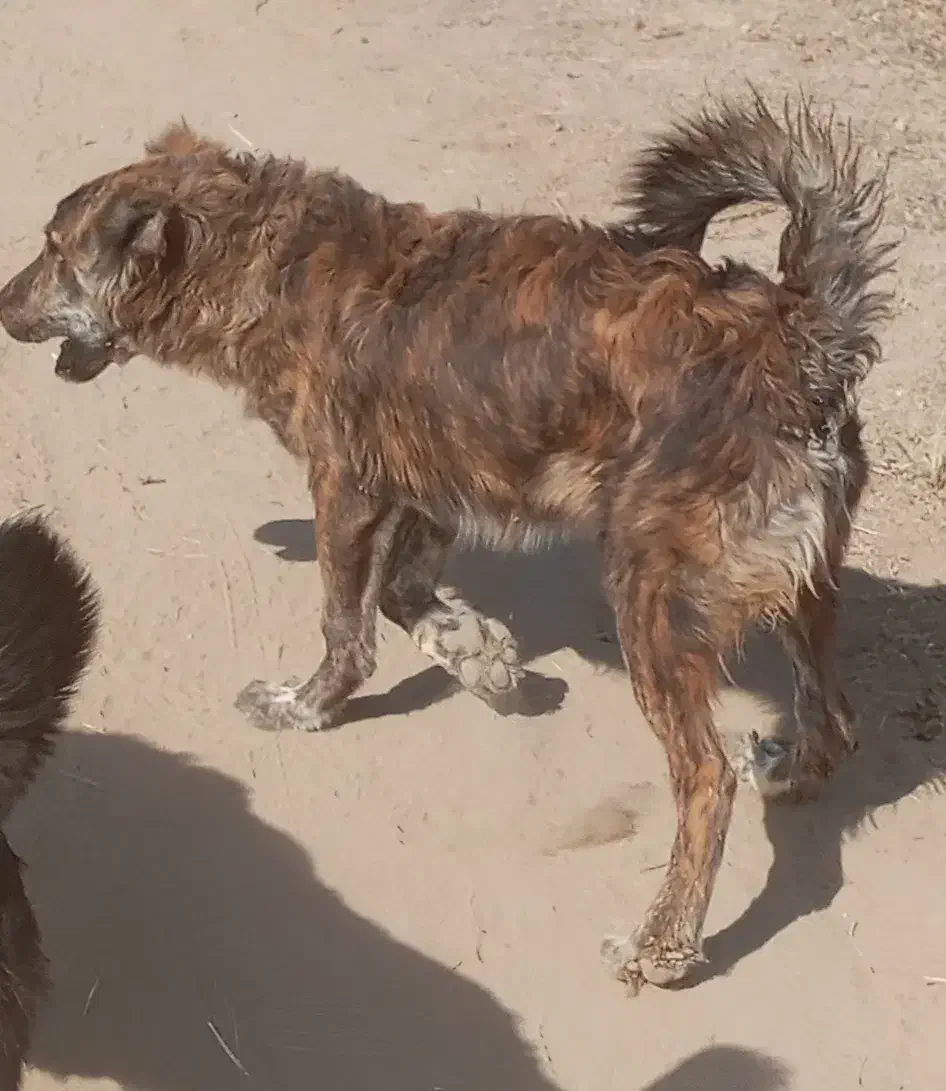 واگذاری ماده ذات دار|سگ|کاشان, راوند|دیوار