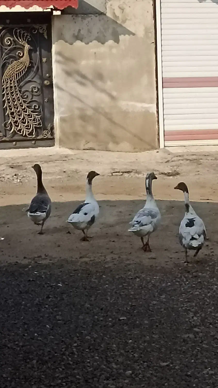 غاز محلی|حیوانات مزرعه|کومله, |دیوار