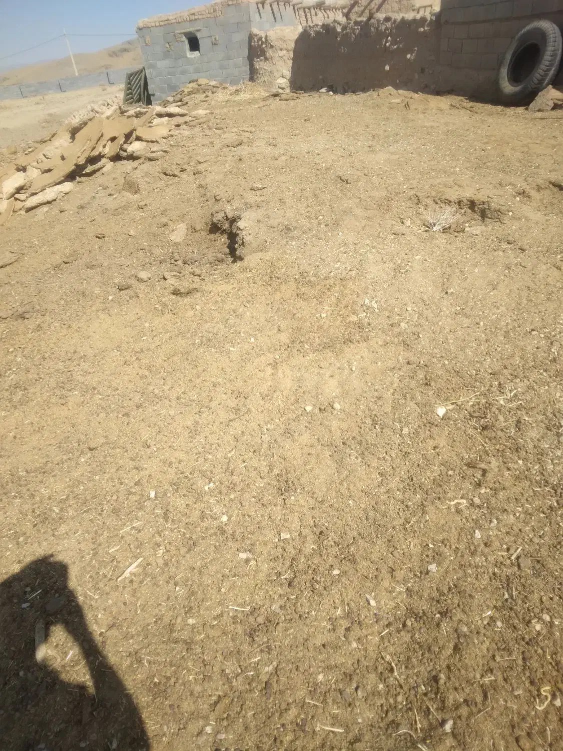 کوود حوانی درجه یک|خدمات باغبانی و درختکاری|ساوه, |دیوار