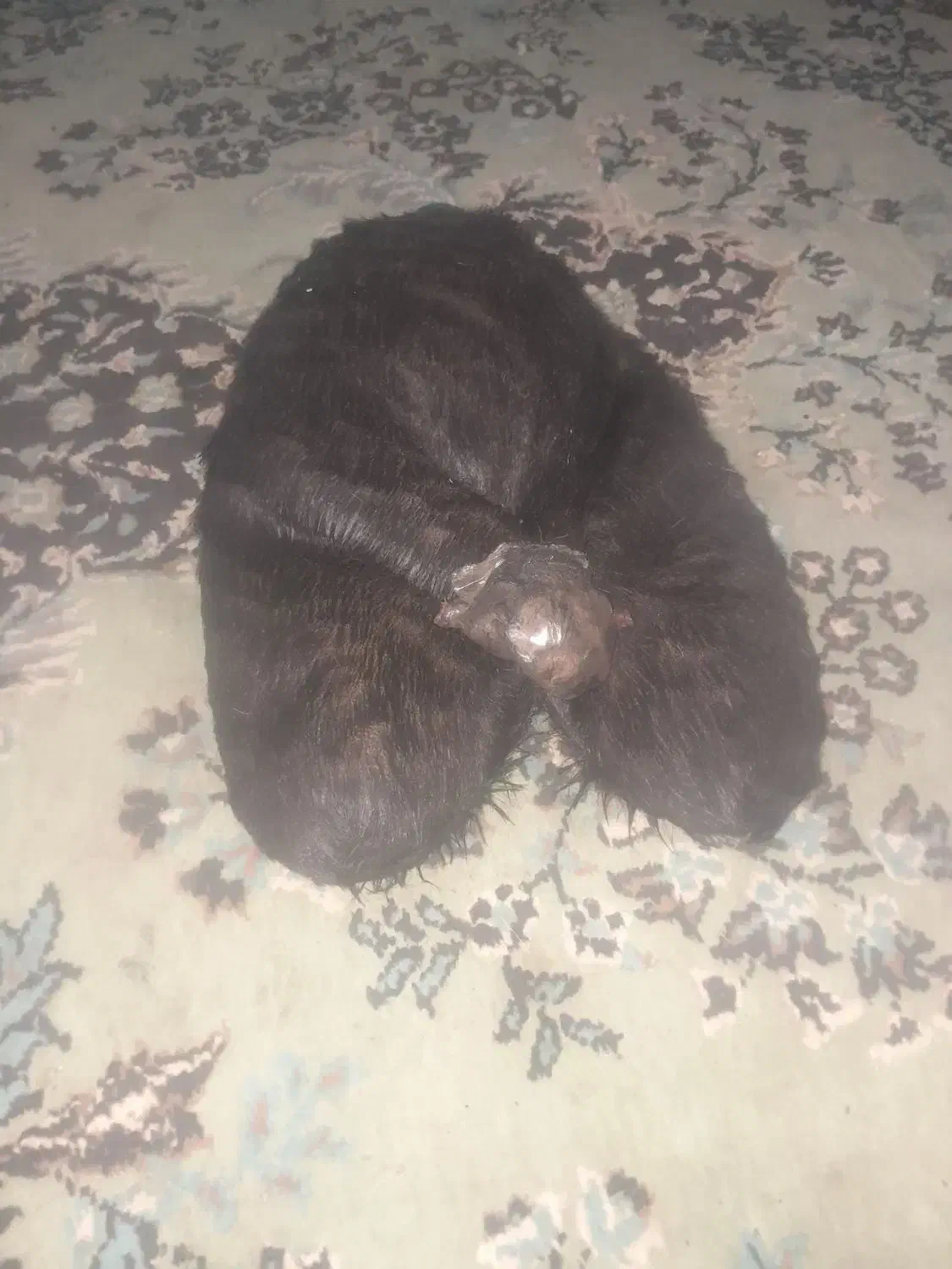 فروش خیگ باکم ترین قیمت|ظروف نگهدارنده، پلاستیکی، یک‌بارمصرف|دهدشت, |دیوار