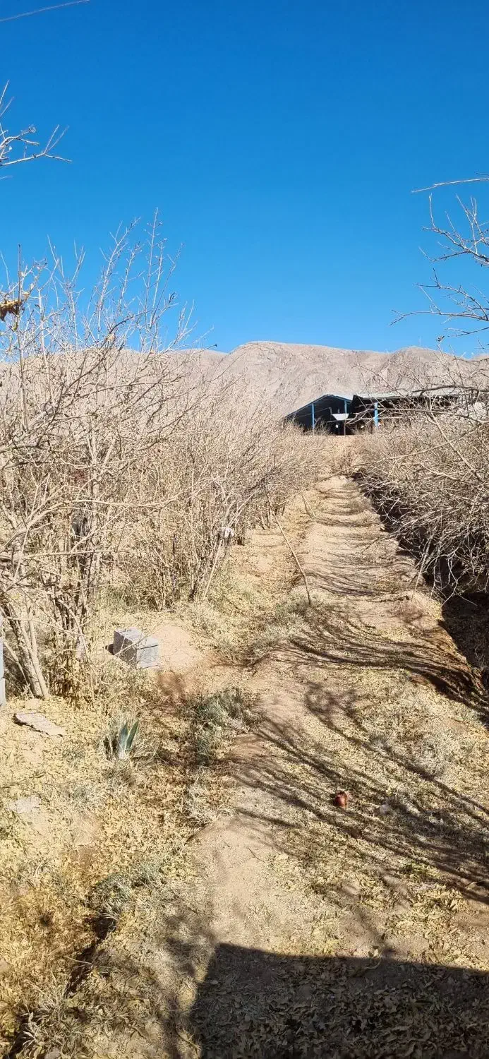 باغ بدون مشکل جهاد باآب وبرق|فروش زمین و ملک کلنگی|شهرضا, |دیوار