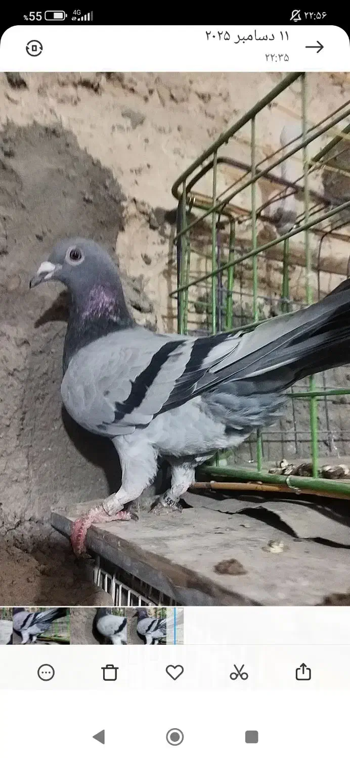 ماده پلاکی .خون قو.زات در ژات بی نظیر|پرنده|کوهسرخ, |دیوار