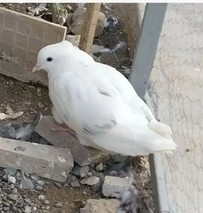 فروش ۲ عددمقلوف پرشی|پرنده|قم, زنبیل آباد|دیوار