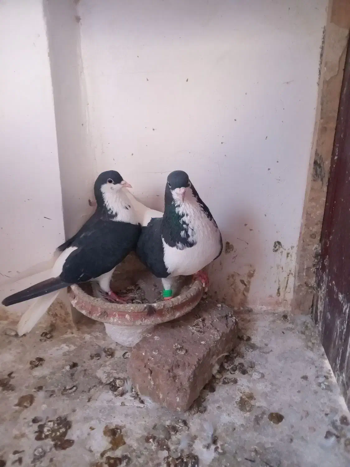 کبوتر|پرنده|نیشابور, مازول|دیوار