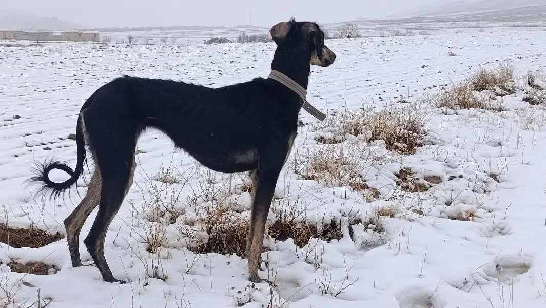 توله تازی|سگ|مشکیندشت, |دیوار