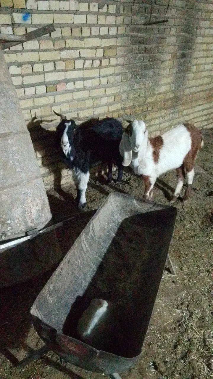 یه بز جوان ابستن و دو بزغاله|حیوانات مزرعه|تربت جام, شهرک آزادگان|دیوار