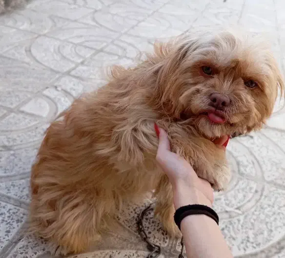 پاکوتا|سگ|پارسآباد, |دیوار