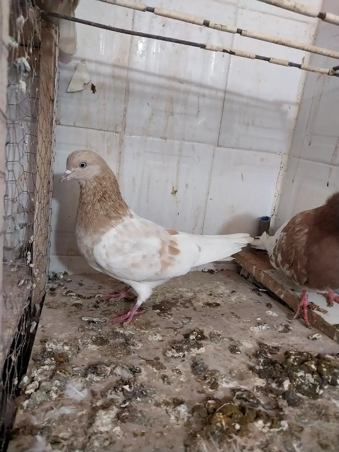 سرور کاکل .زرد .شازده هما تخت دمسفید|پرنده|اصفهان, باغ فدک|دیوار