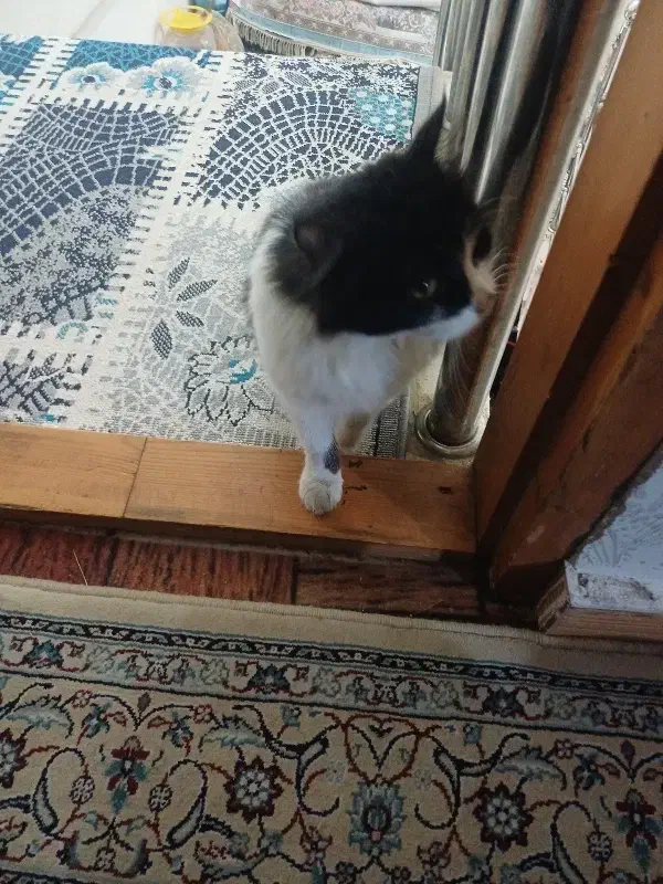 فروش 2500|گربه|لاهیجان, آهندان|دیوار