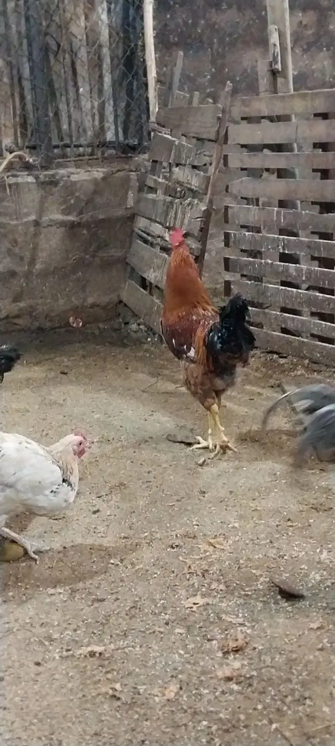 خروس محلی مناسب برای قربانی|حیوانات مزرعه|سلمان‌شهر, |دیوار