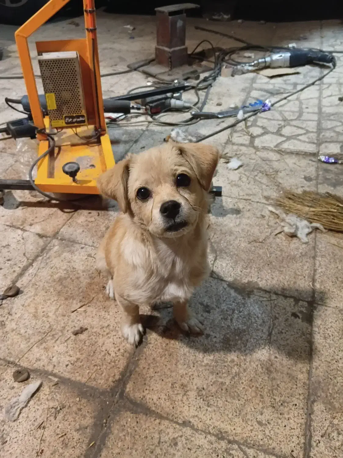 واگزاری سگ خوشگل|سگ|بومهن, |دیوار