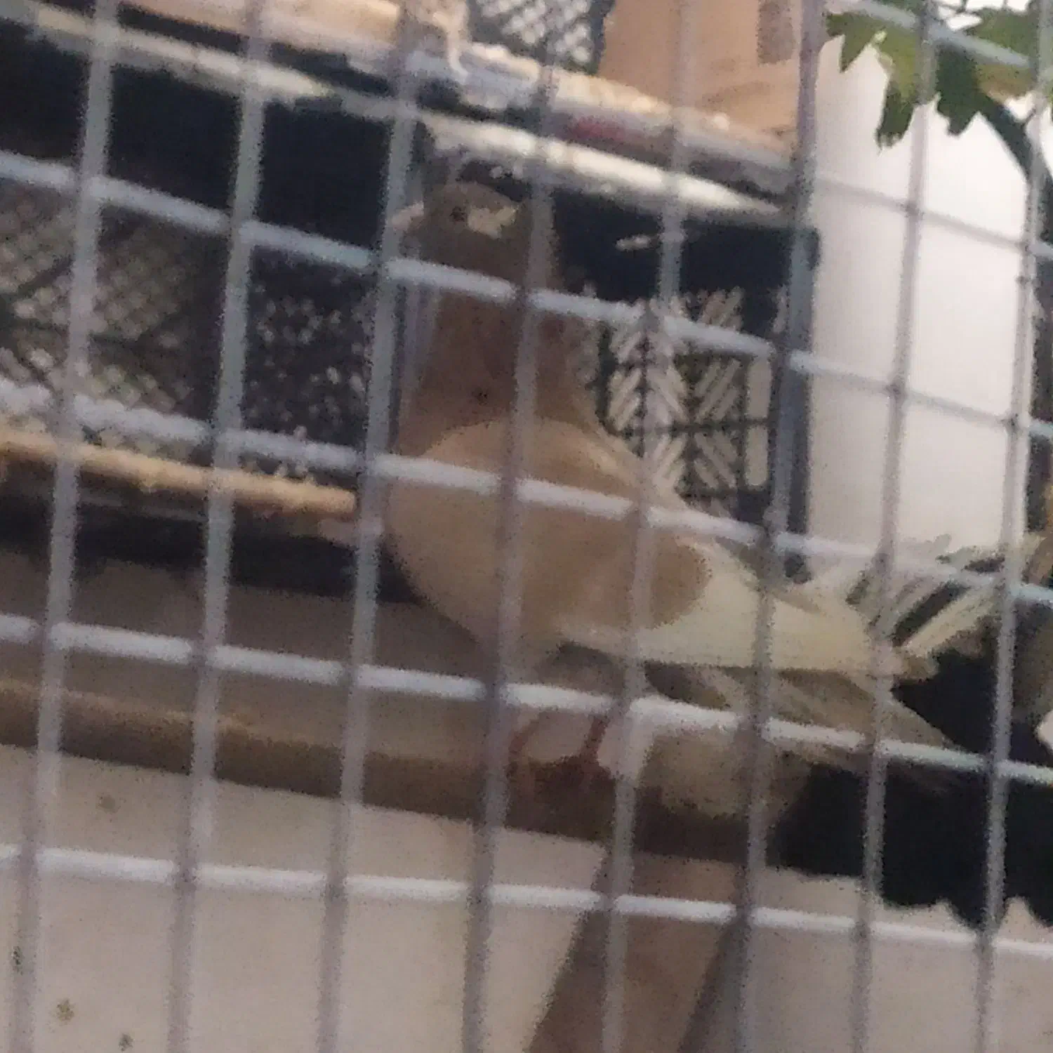 کبوتر  طوقی|پرنده|مهر, |دیوار