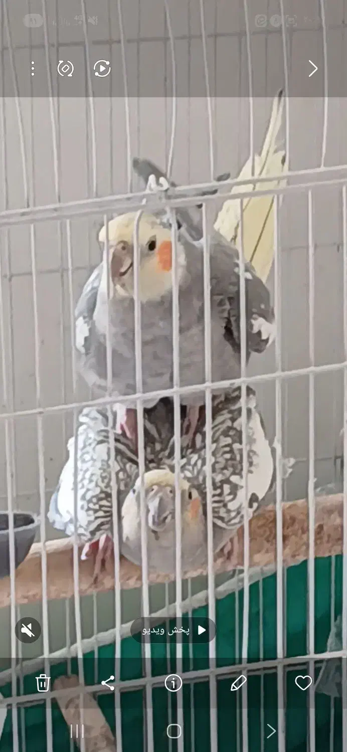 جفت عروس پاریس مولد|پرنده|کوهدشت, |دیوار