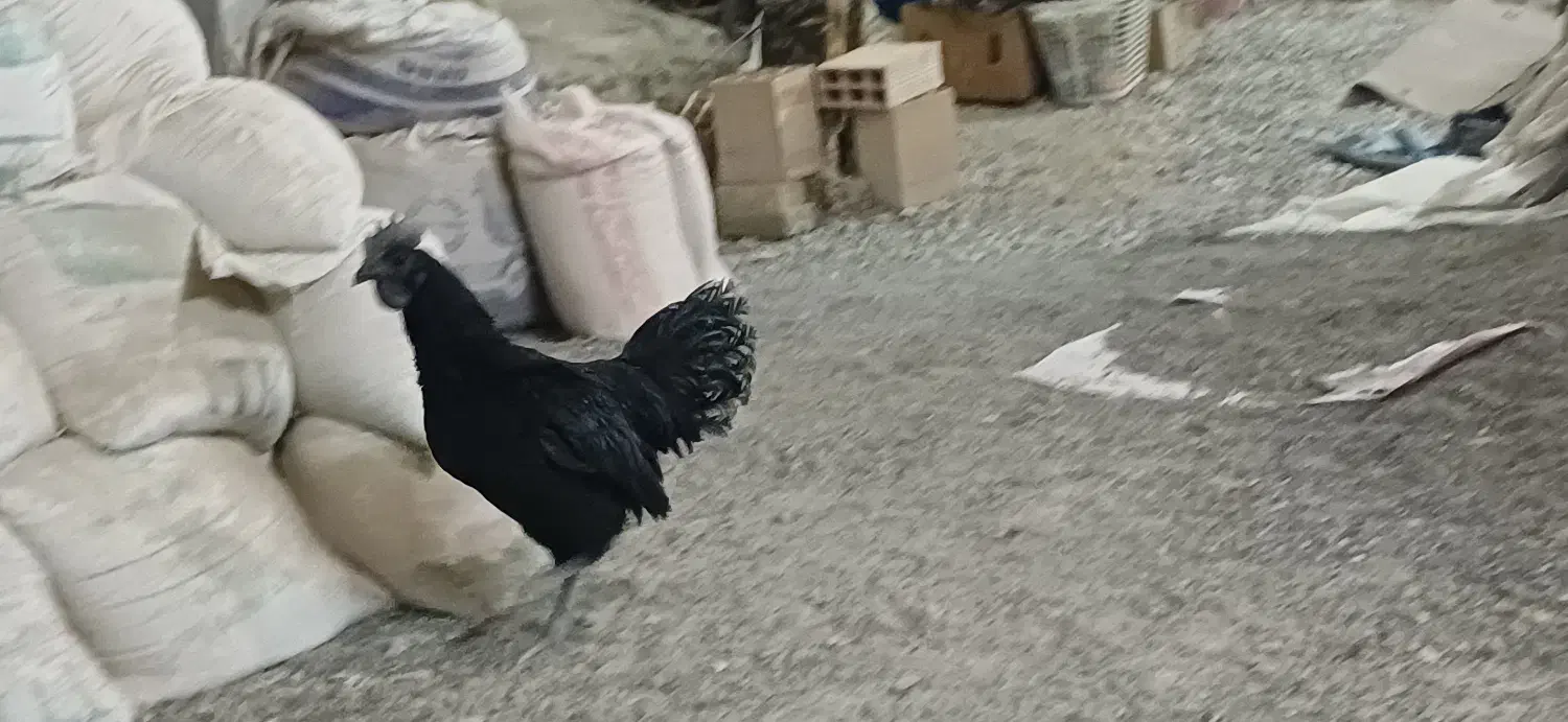 خروس و مرغ ایام سمانی و لاکندزی و قفس|حیوانات مزرعه|سبزوار, ولیعصر (نجار آباد)|دیوار