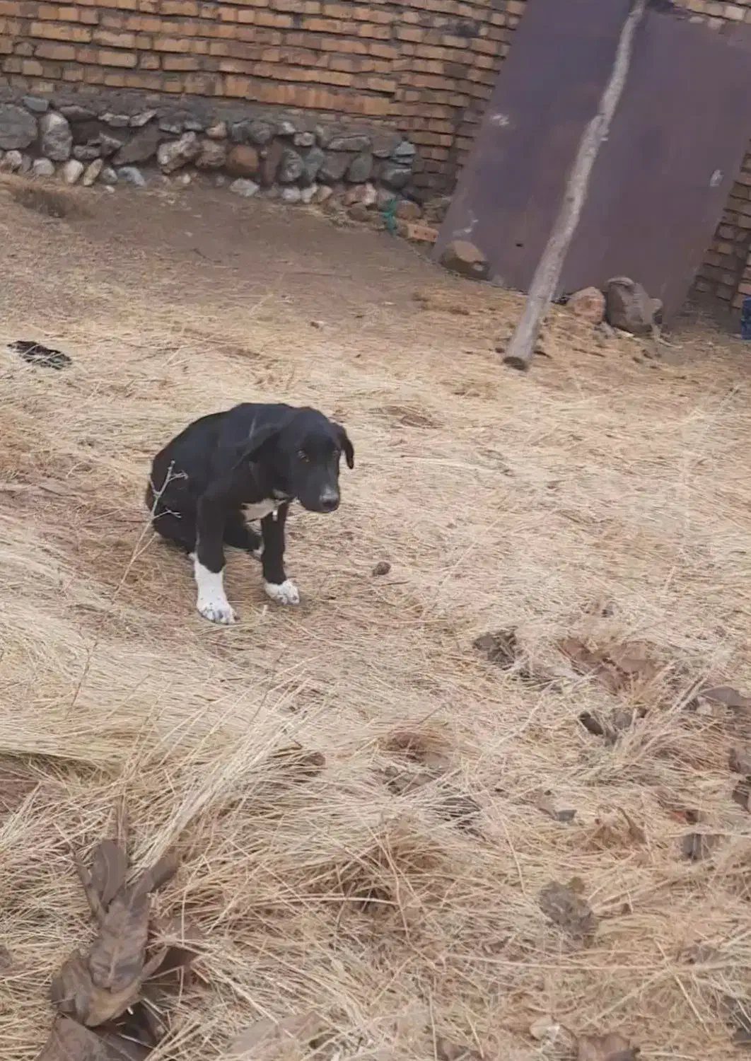 توله ۴ ماه سرابی بفروش می‌رسد|سگ|ایجرود, |دیوار