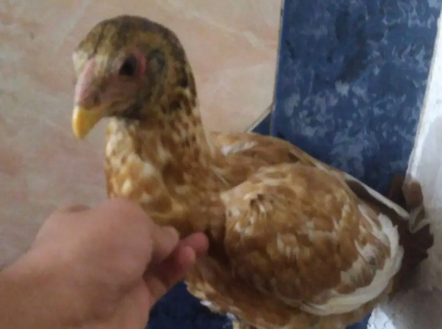 جوجه  لاری افغان اصیل|حیوانات مزرعه|جیرفت, |دیوار