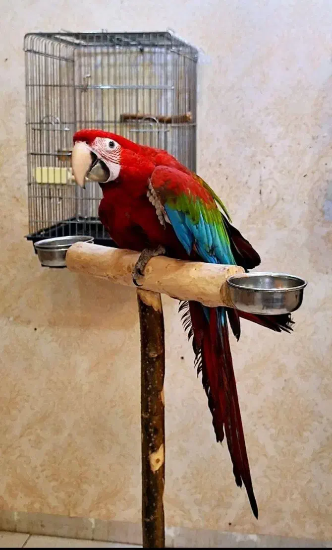 صادرات راهب کاسکو مرغ عشق گرینچیک کوتوله قناری و.|پرنده|قم, زند آباد|دیوار