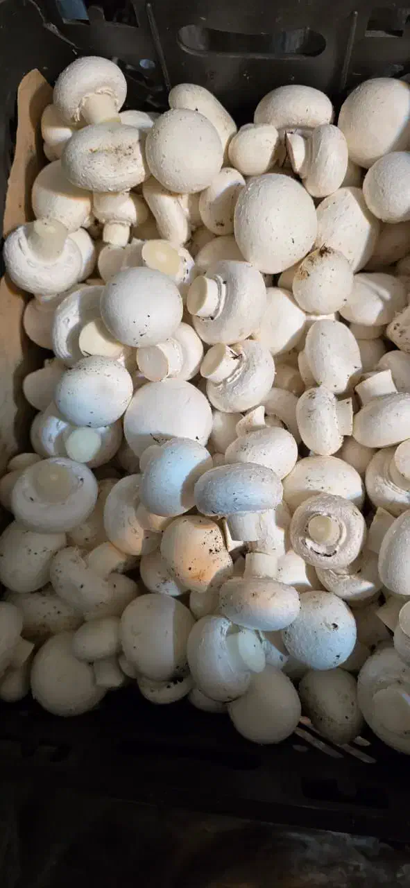 قارچ فله|خوردنی و آشامیدنی|ری, شهرک نظامی|دیوار