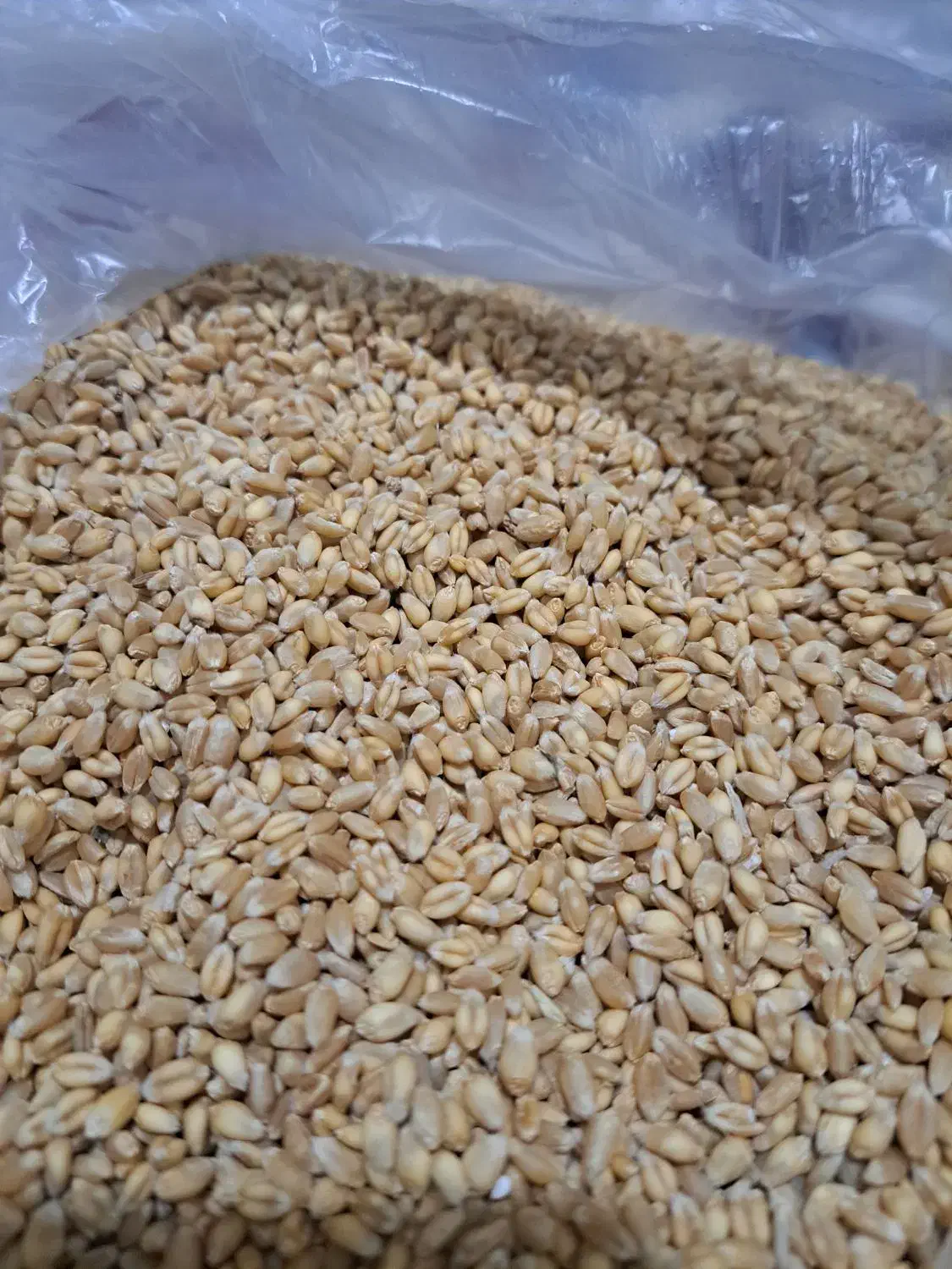 گندم آبی پیشگام|لوازم جانبی حیوانات|شهرکرد, |دیوار