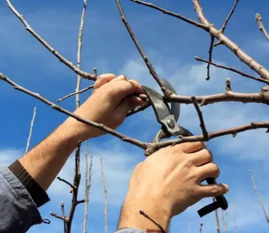 هرس کاری درختان|خدمات باغبانی و درختکاری|تبریز, |دیوار