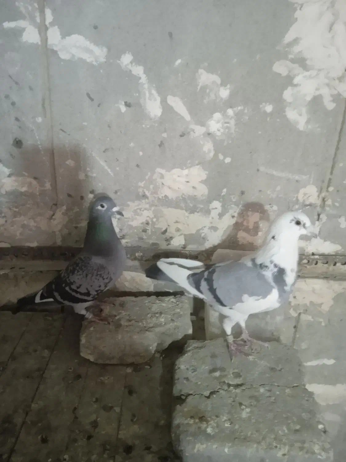 پلاکی ، نامه بر|پرنده|کرمانشاه, |دیوار