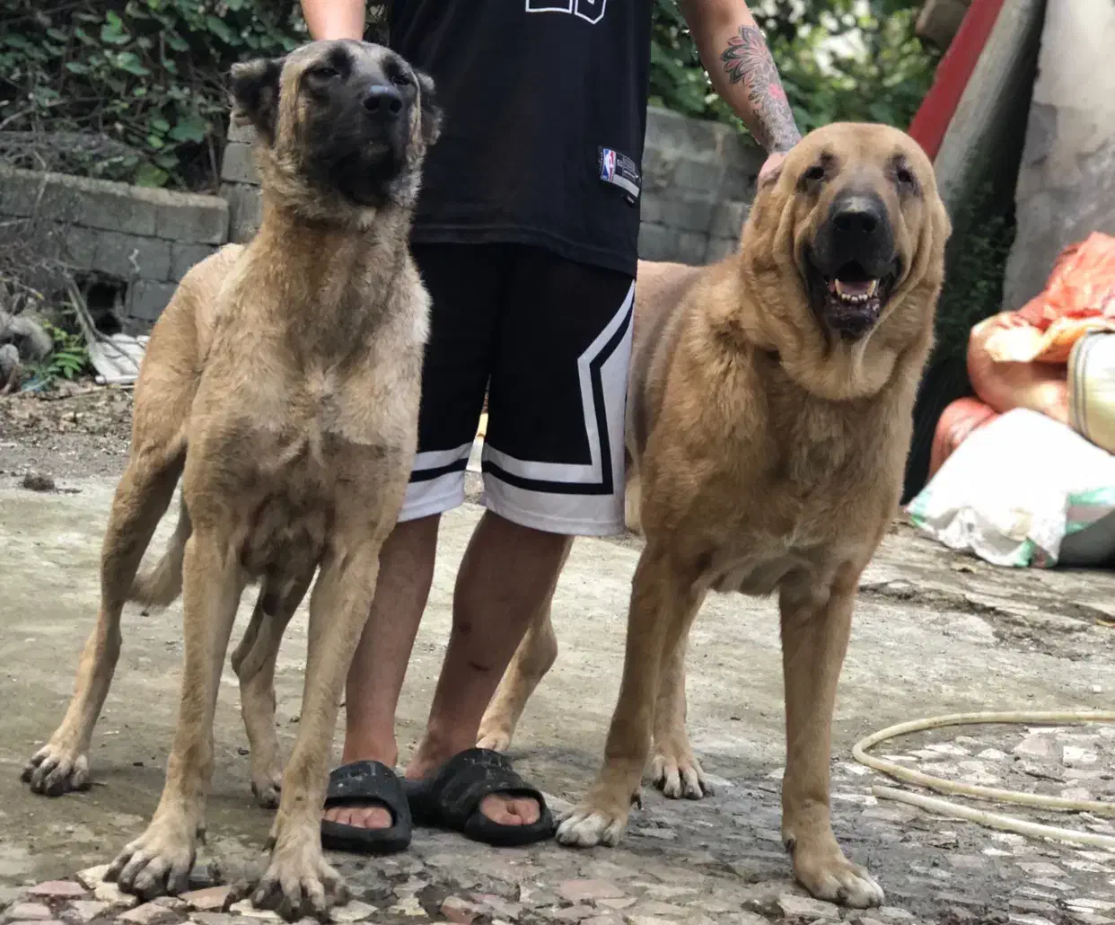 واگذاری سگ سرابی وپژدر|سگ|تالش, تالش|دیوار