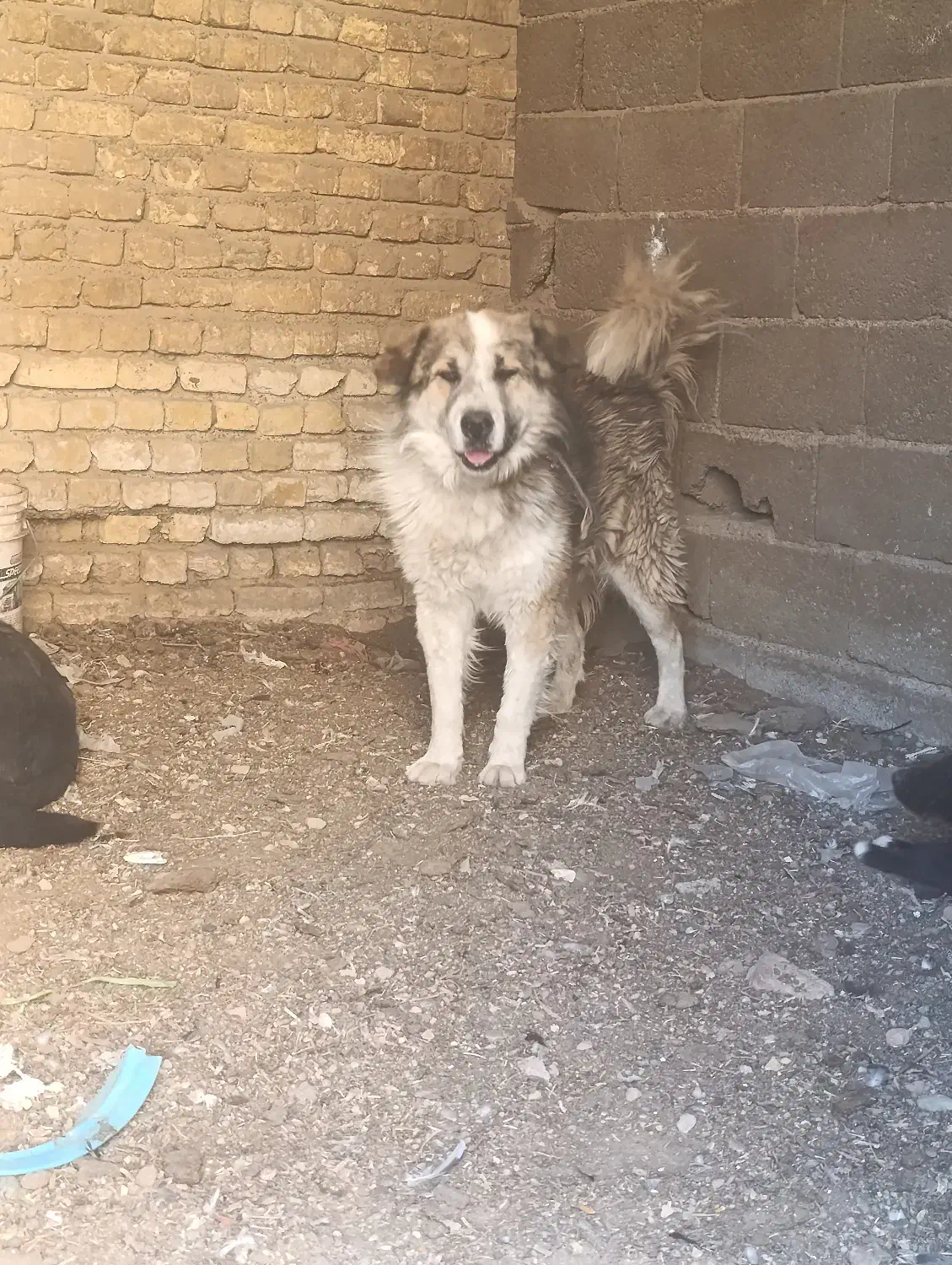 نر قدرجونی|سگ|ابریشم, |دیوار