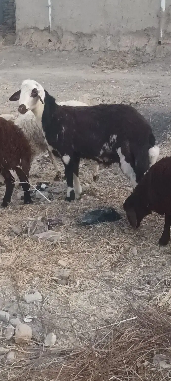 قوچ میش بز|حیوانات مزرعه|تربتحیدریه, کوی شهید احمدزاده ملکی|دیوار