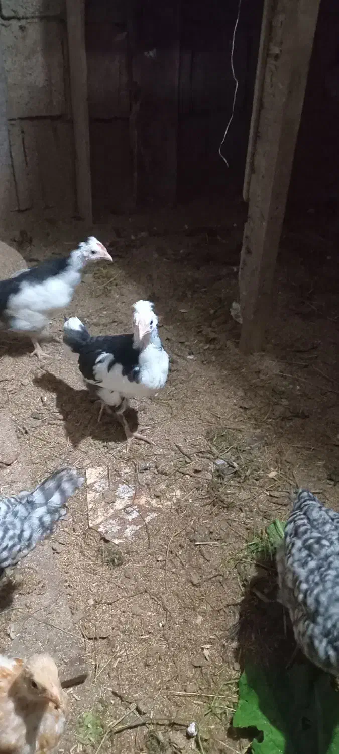 نیمچه خروس گلین|حیوانات مزرعه|اطاقور, |دیوار