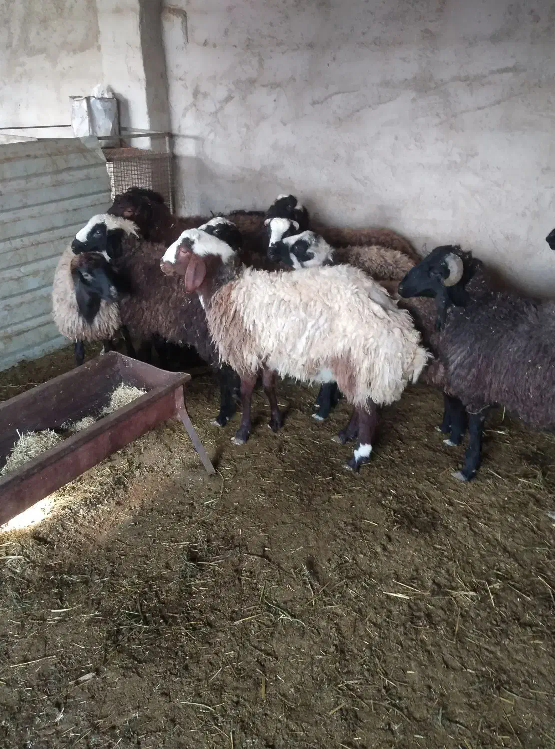 بره نر|حیوانات مزرعه|جوادآباد, |دیوار