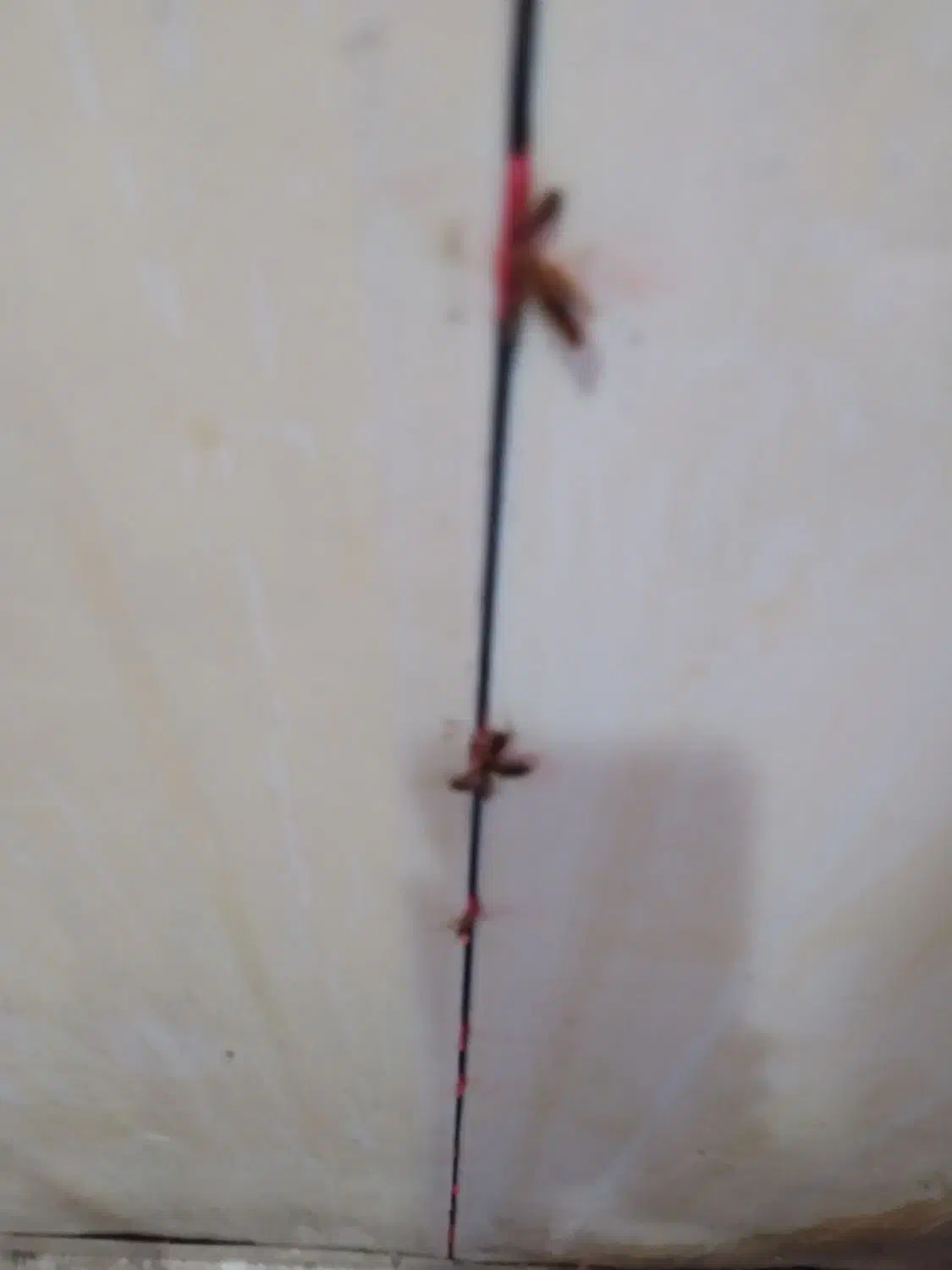 حذف تضمینی سوسک و مورچه بدون سمپاشی با مواد گیاهی|خدمات نظافت|ارومیه, |دیوار