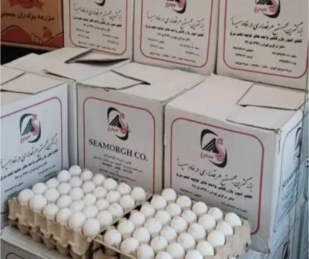 فروش تخم مرغ سیمرغ روز|خوردنی و آشامیدنی|اصفهان, محمودآباد|دیوار