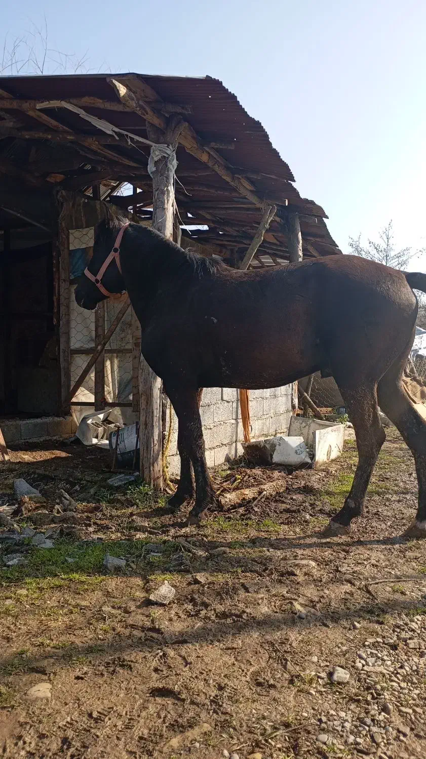 اسب مشکی سال 5|اسب و تجهیزات اسبسواری|کوچصفهان, |دیوار