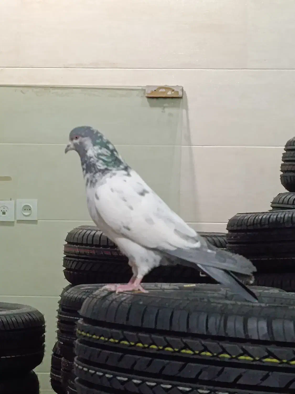 کبوتر پرشی|پرنده|خرمدره, |دیوار