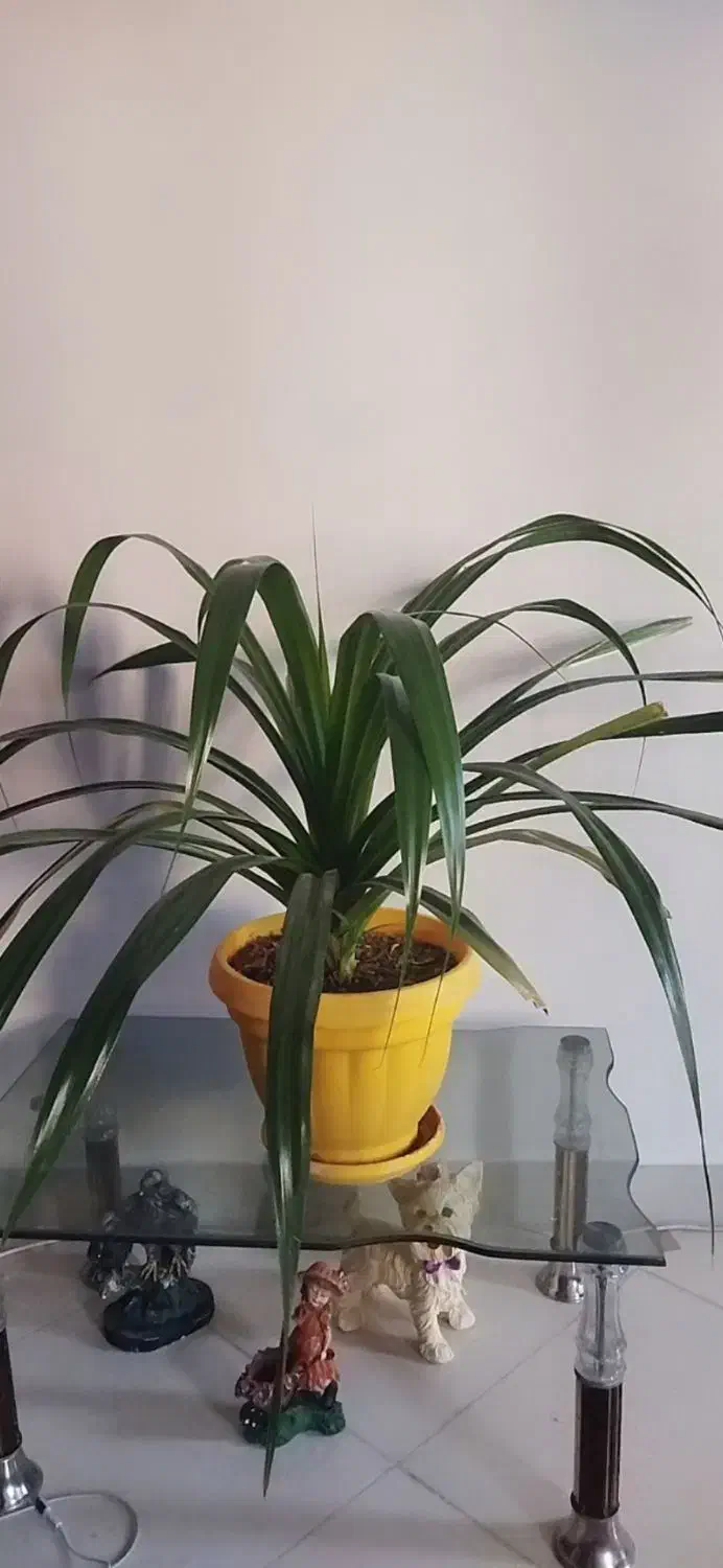 فروش فوری گیاه آپارتمانی لوکس و مقاوم|گل و گیاه طبیعی|بیرجند, |دیوار