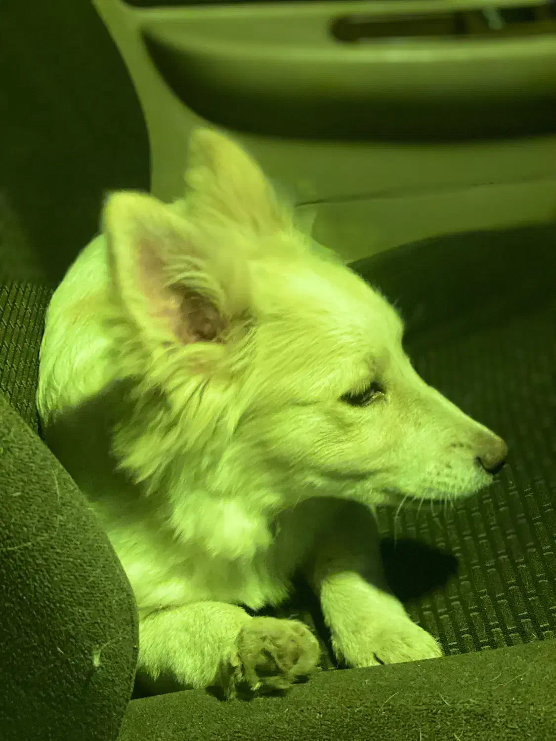 خانگی|سگ|مریوان, |دیوار