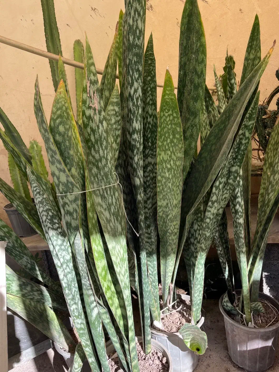 فروش گلهای آپارتمانی|گل و گیاه طبیعی|خمام, |دیوار