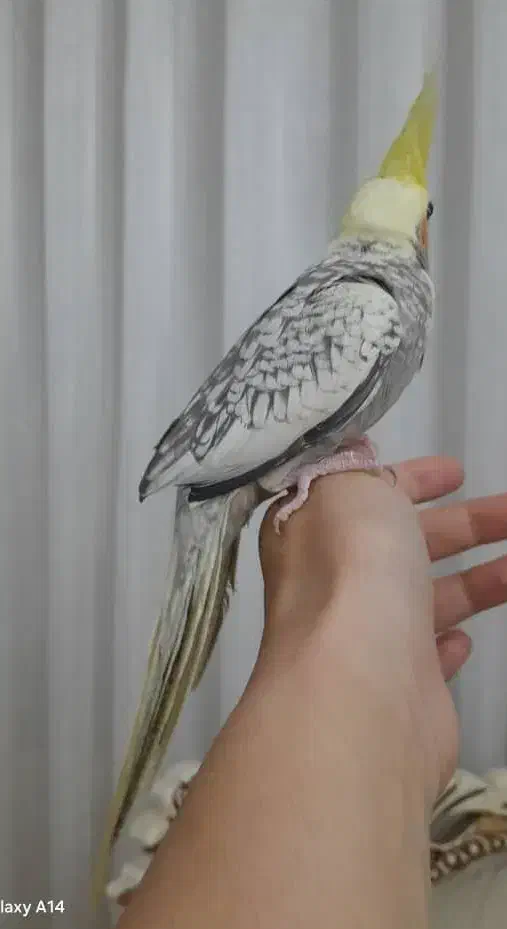 طوطی عروس 2ماهه رام|پرنده|رشت, نظری|دیوار