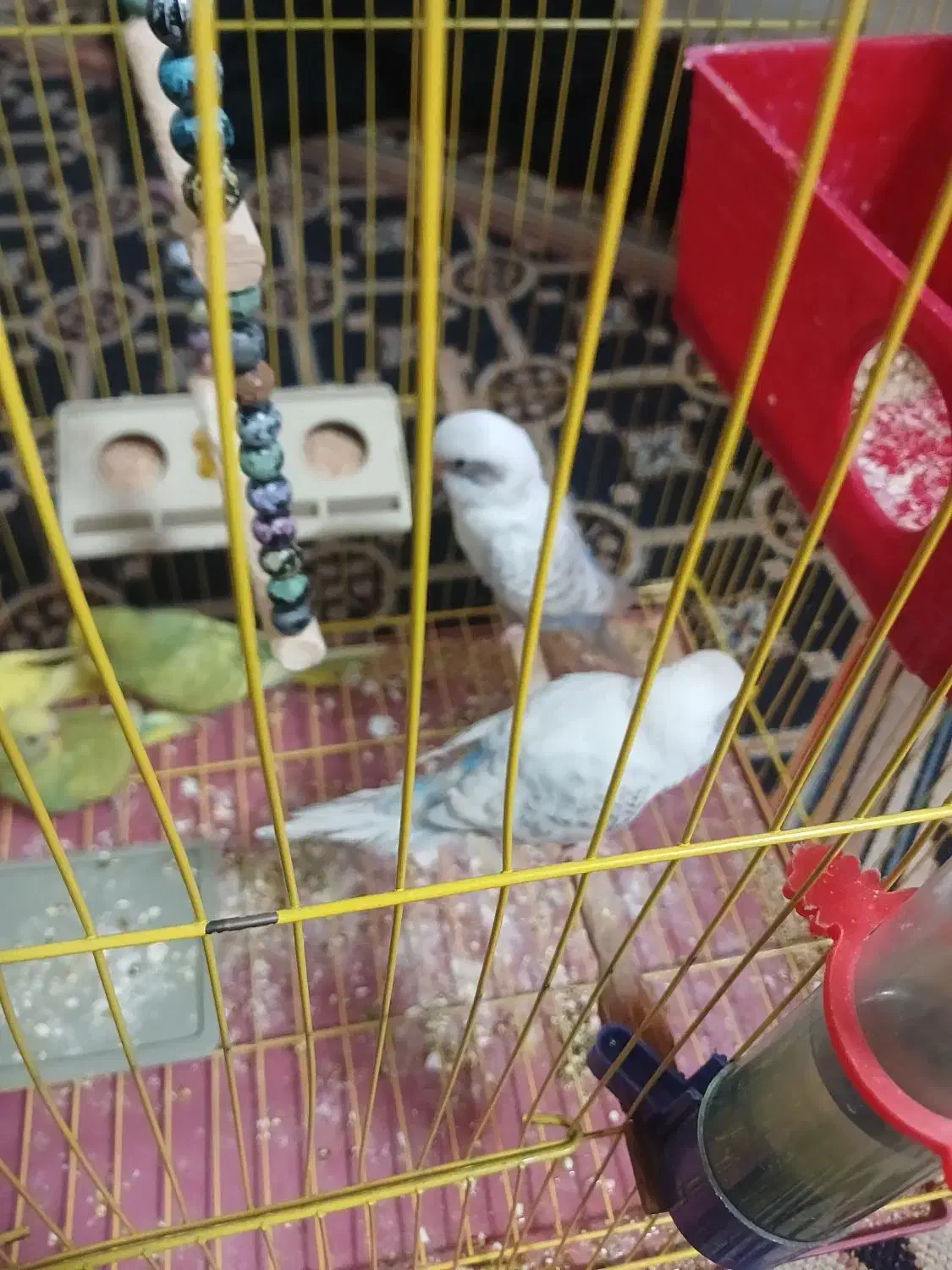 4تا مرغ عشق|پرنده|شاهین‌شهر, مسکن مهر|دیوار