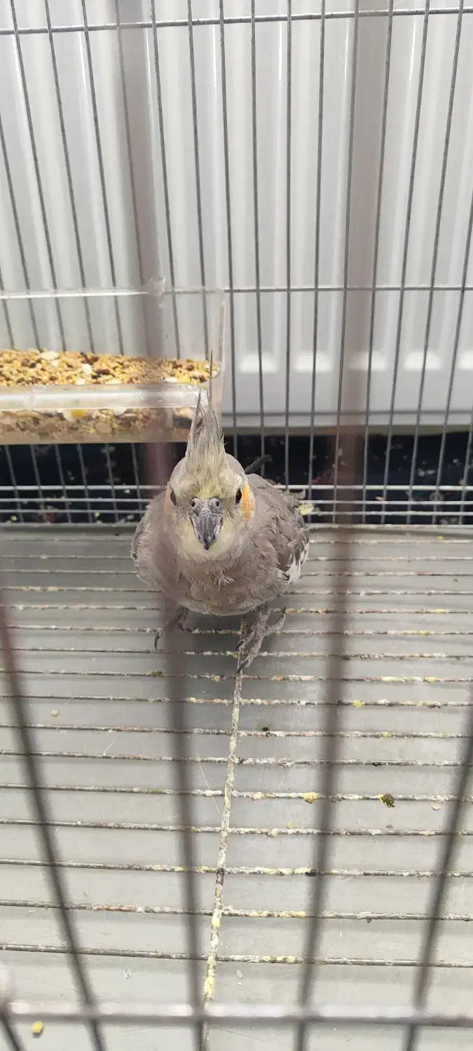 عروس هلندی و مرغ عشق|پرنده|کرمان, |دیوار