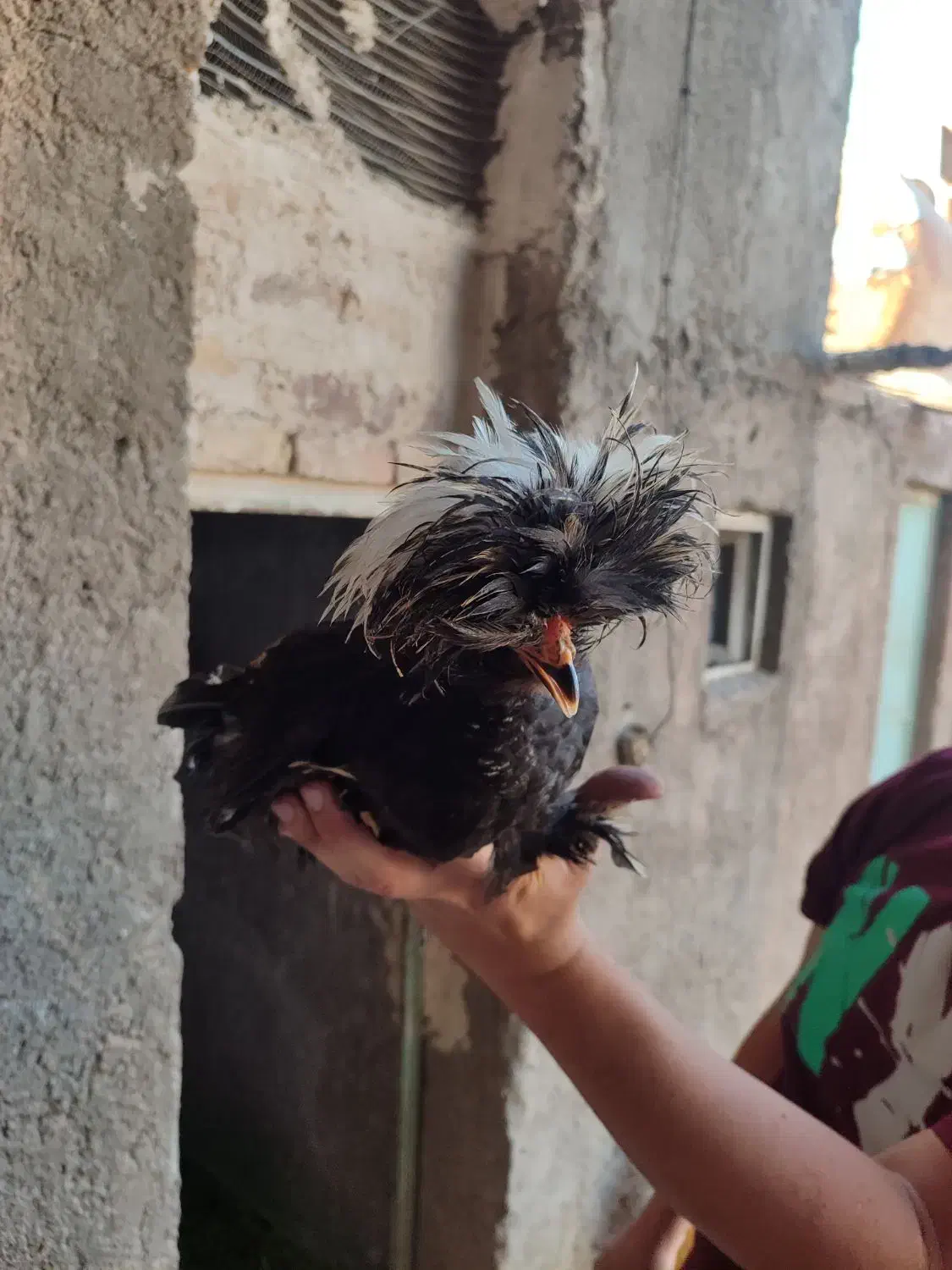 خروس سلطان|حیوانات مزرعه|کاشان, آیت الله سعیدی|دیوار