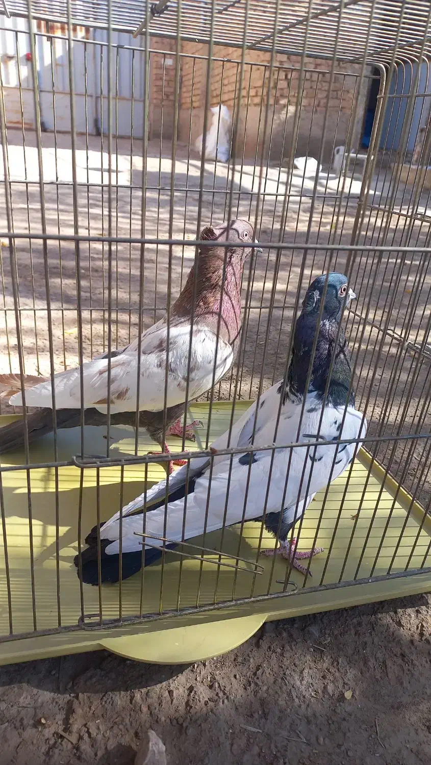 کفتر|پرنده|اردکان, |دیوار