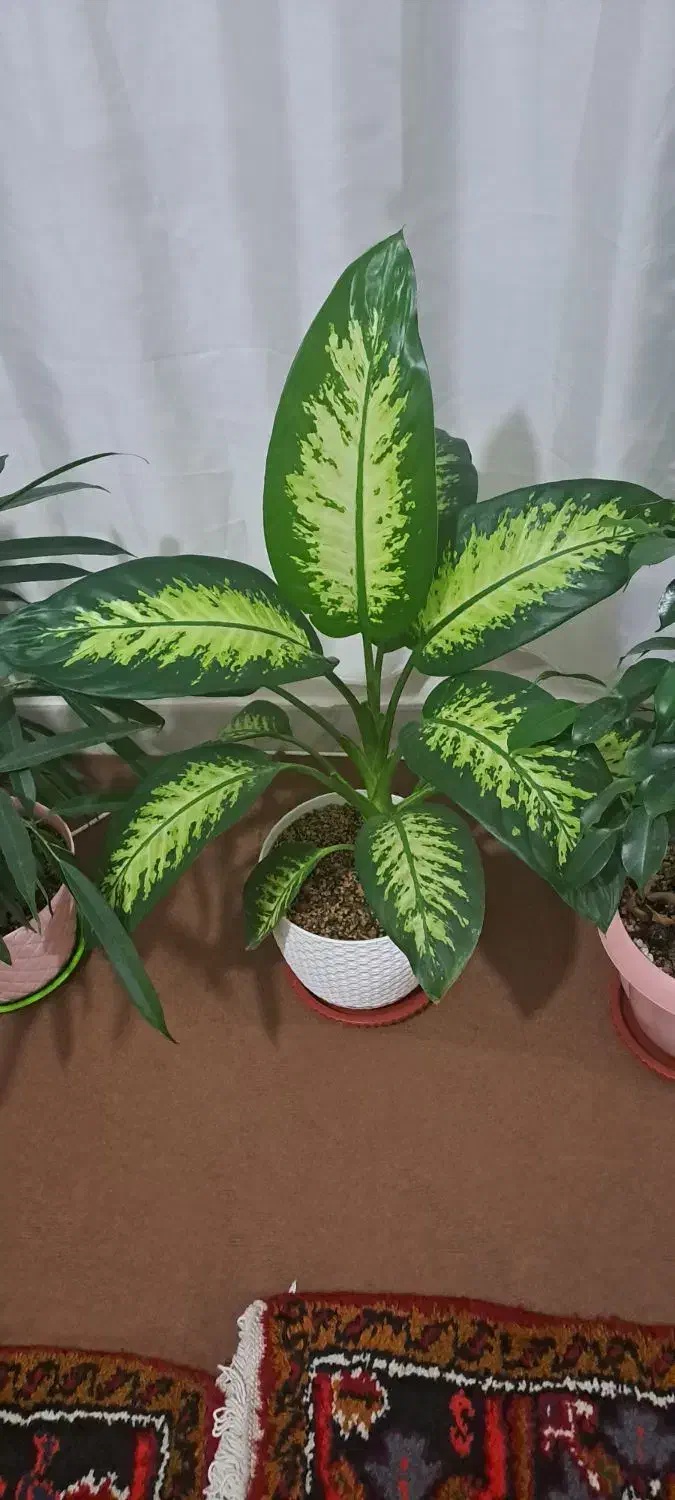 گل و آپارتمانی|گل و گیاه طبیعی|خسروشاه, |دیوار