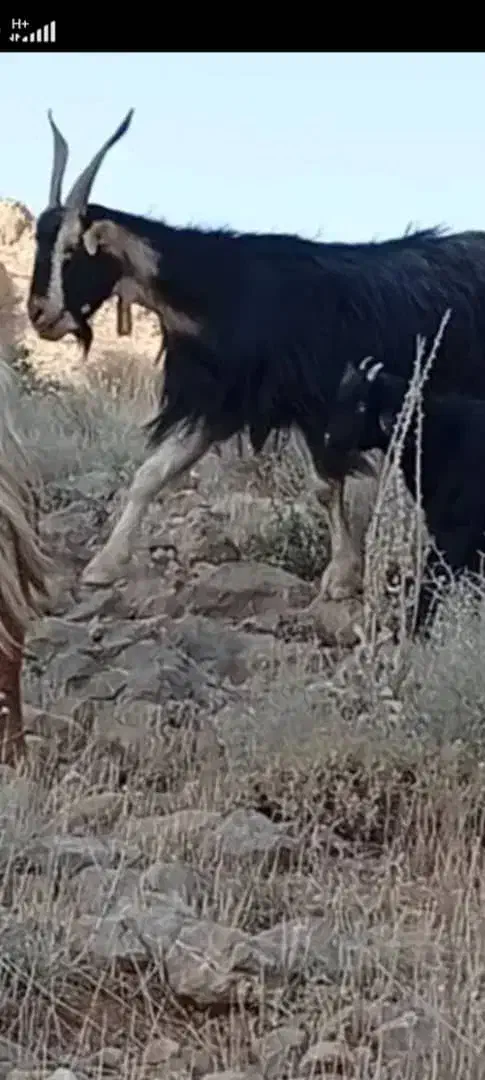 پازن بز|حیوانات مزرعه|شیراز, حومه شیراز|دیوار