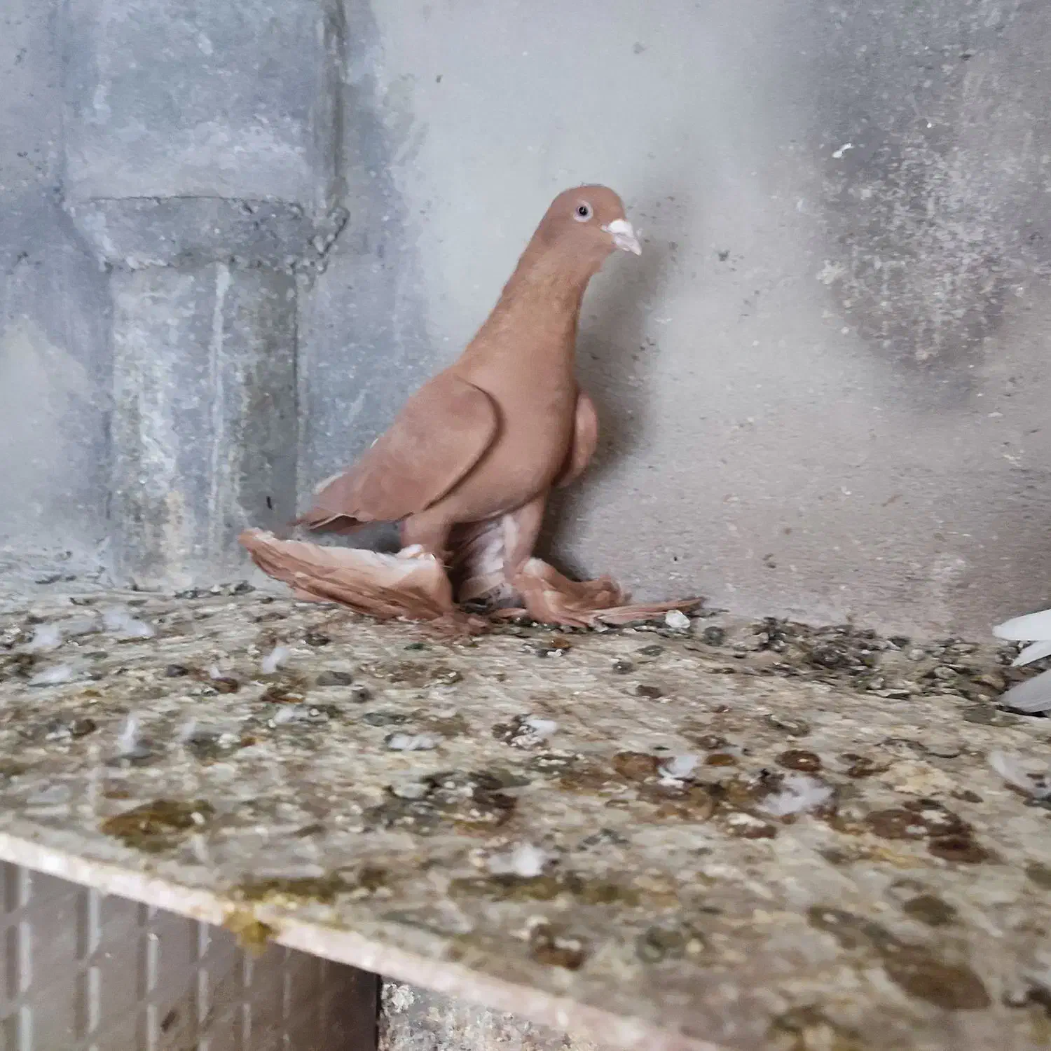 کبوتر سینه ای و دم سفید.... در سهند اسکو|پرنده|سهند, |دیوار